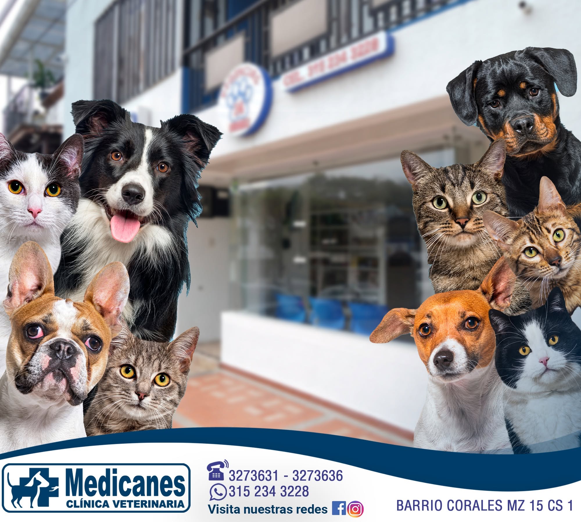 Perros y gatos frente a la sede de la Clínica Veterinaria Medicanes en el barrio Corales, Pereira